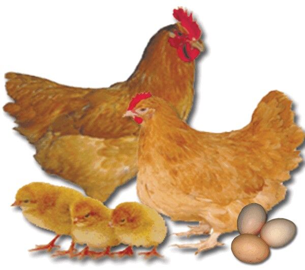 Buff Orpington Straight Run