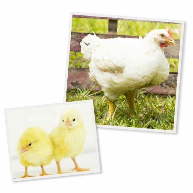 Cornish Cross Broiler Live Chicks