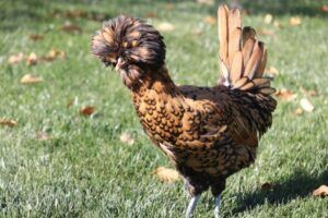 Golden Laced Polish Pullet