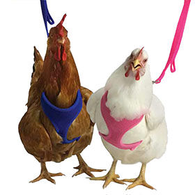Chicken Harness, Blue