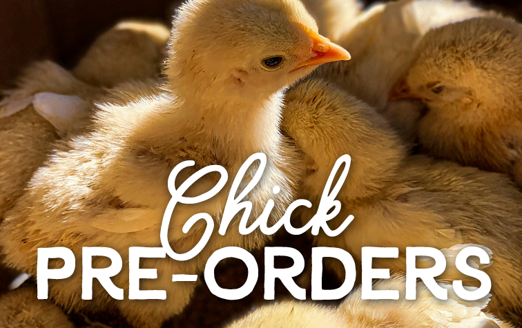 Fall Chicks Coastal