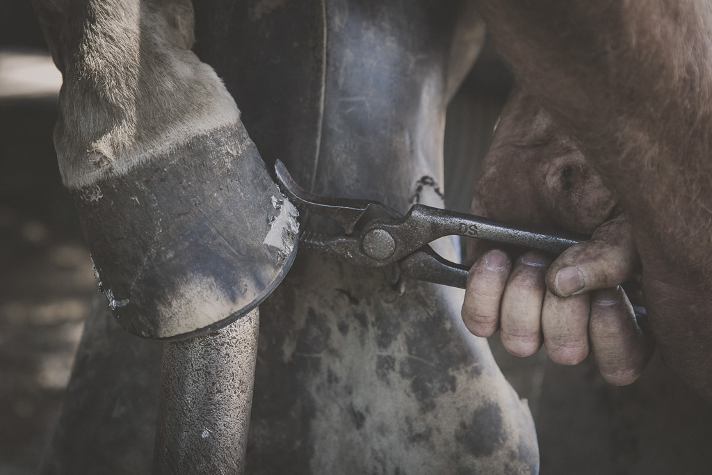 Replacing Horse Shoes