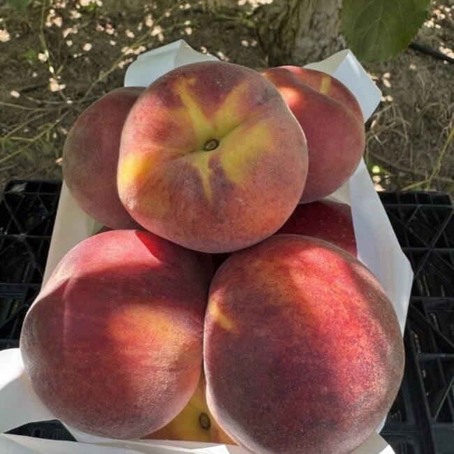 Rileys' Orchard Yellow Freestone Peach Variety, 5-lb Bag