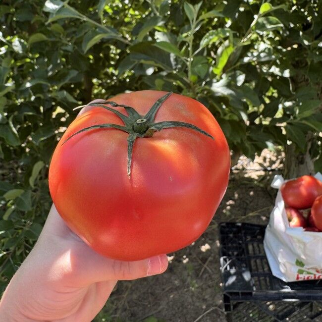 Rileys' Orchard Beefsteak Tomatoes Variety Box, 5-lb Bag