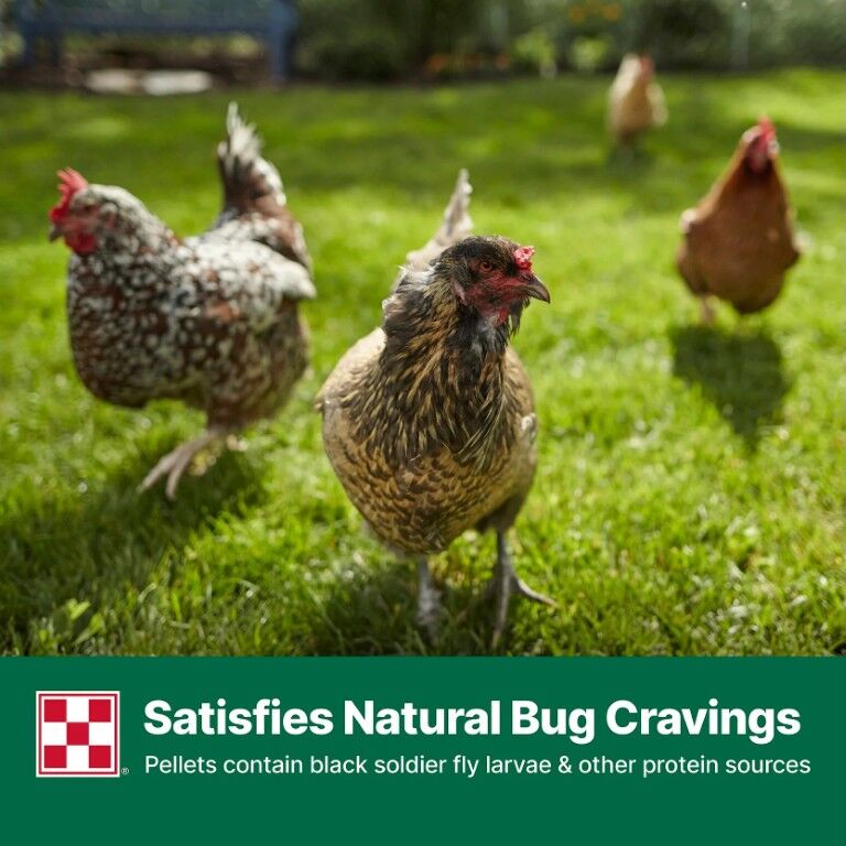 Purina Layena + High Protein 19% Layer Feed, 40-Lb