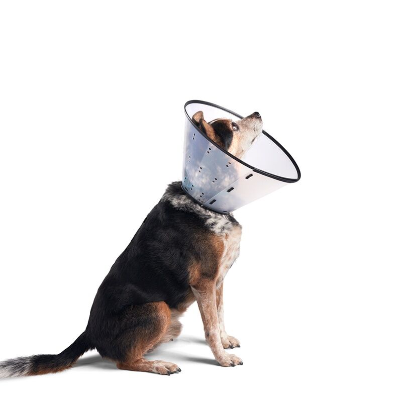 Dogswell Remedy & Recovery Clear Rigid E-Collar, Medium