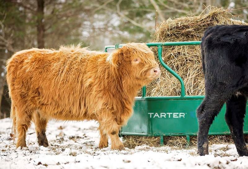 Tarter Cattle Flex Feeder