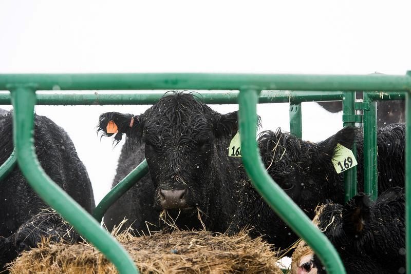 Tarter Cattle Flex Feeder