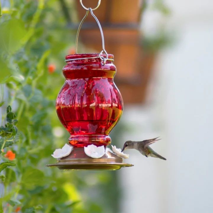 Nature's Way Ruby Visions Antique Glass Gravity Hummingbird Feeder, 25-Oz