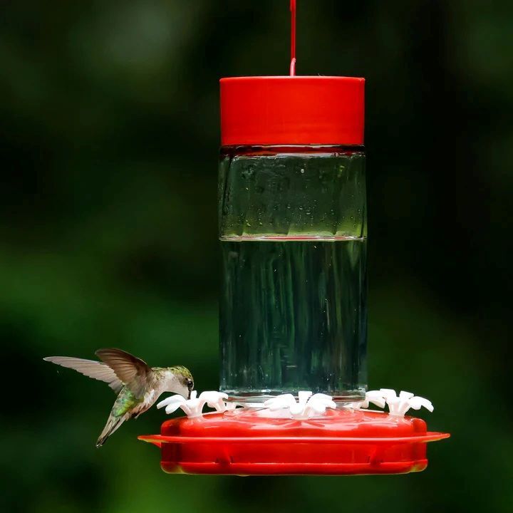 Nature's Way Scarlet Swirl Gravity Hummingbird Feeder, 20-Oz