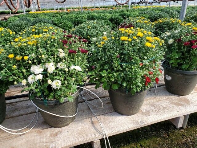 Tom Desanto Greenhouses New Guinea Impatiens Assorted Plants, 4-In