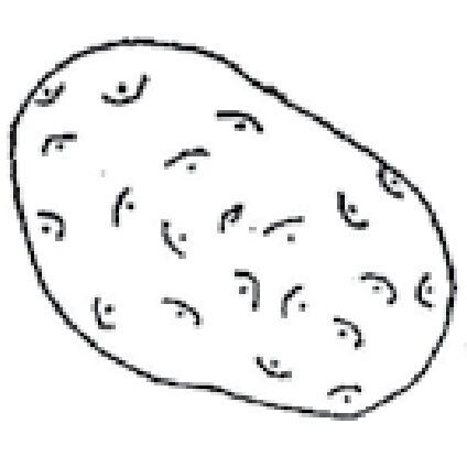 Prince Corporation Red Pontiac Seed Potatoes, Size 50, Sold By The Pound
