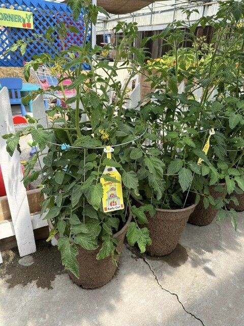 Moss Greenhouses Cagey Tomato