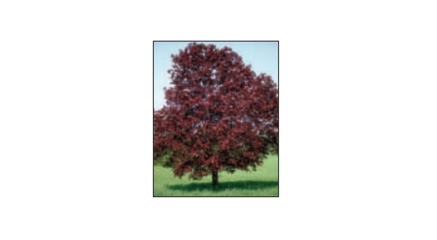 Sester Farms Royal Red Maple #7