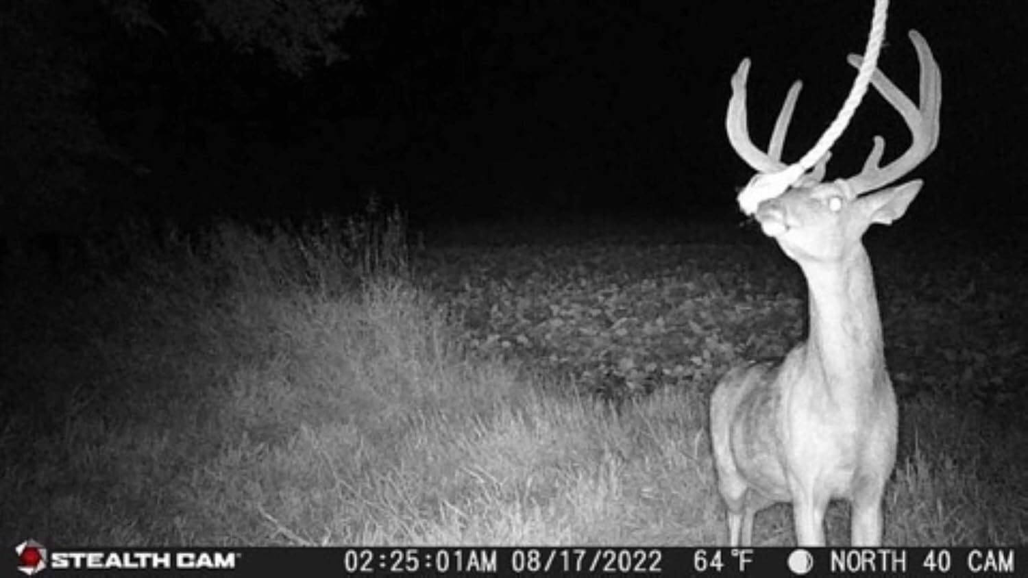 Stealth Cam Browtine 18MP Trail Camera