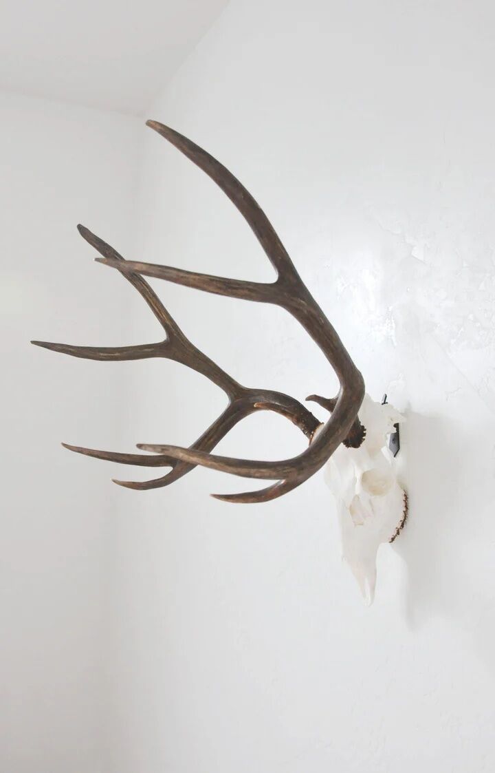 Dead On Display Medium European Hanger Mount