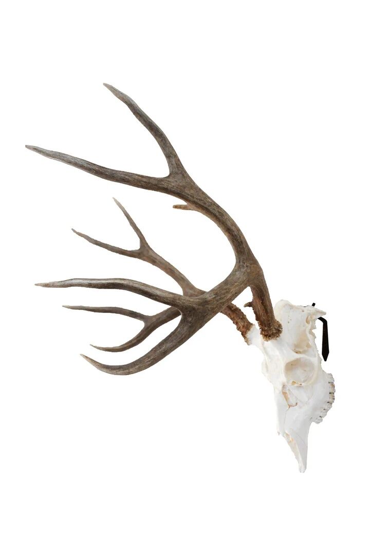 Dead On Display Medium European Hanger Mount