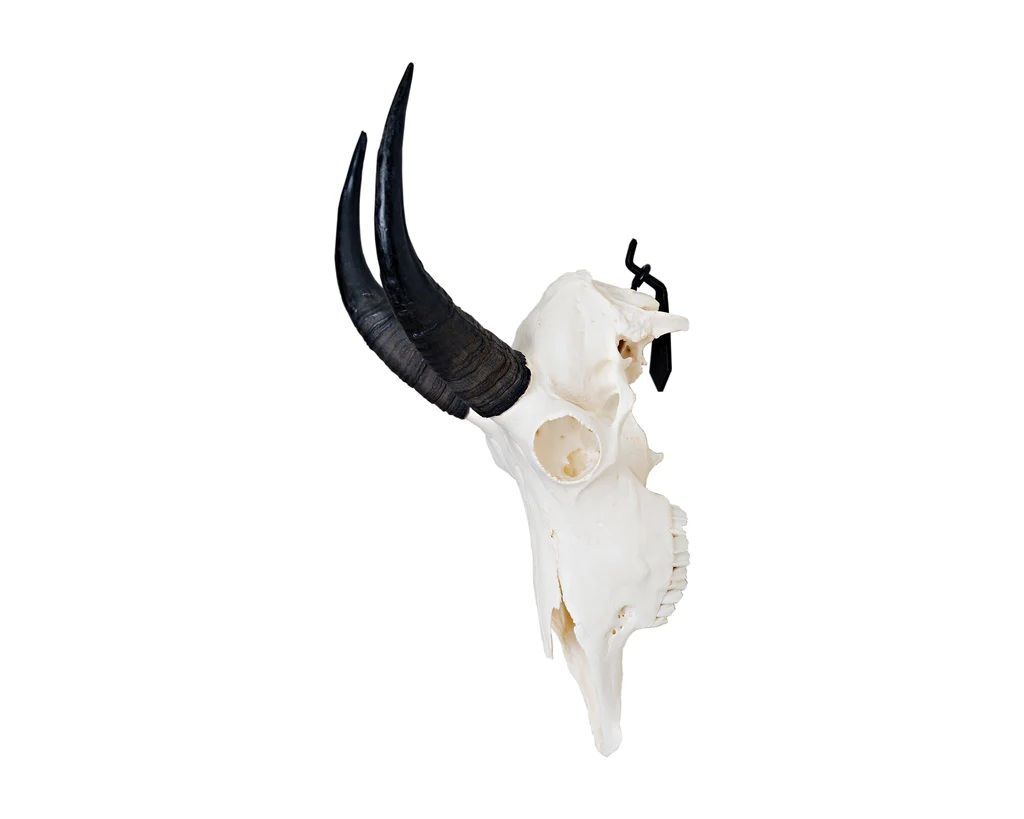 Dead on Display Small European Mount Hanger Skull Bracket