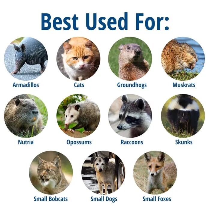 Havahart Large 2-Door Animal Trap, 36-In X 10-In X 12-In