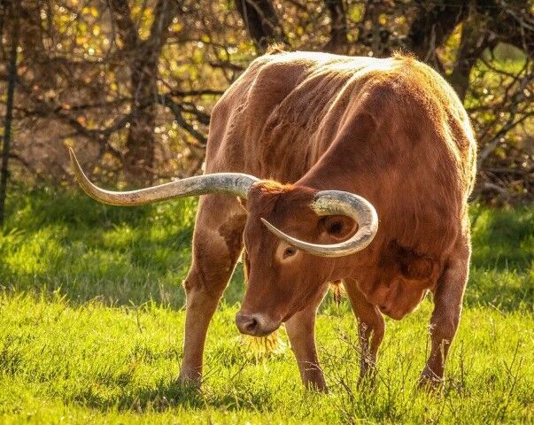 Breyer Texas Longhorn Bull