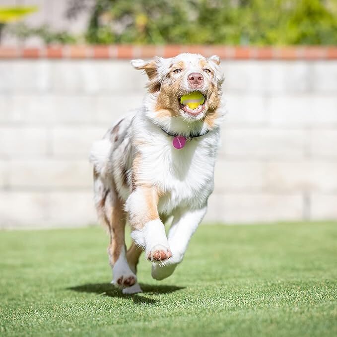 Hyper Pet Mini Tennis Balls for Dogs, 4-Ct