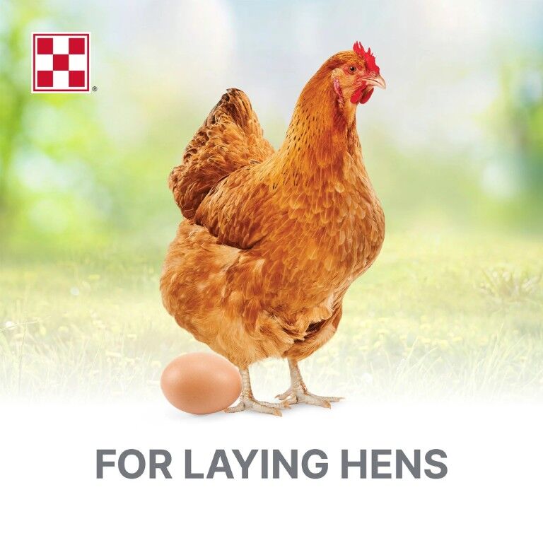 Purina Layena Pellets 16% Layer Hen Feed, 10-Lb