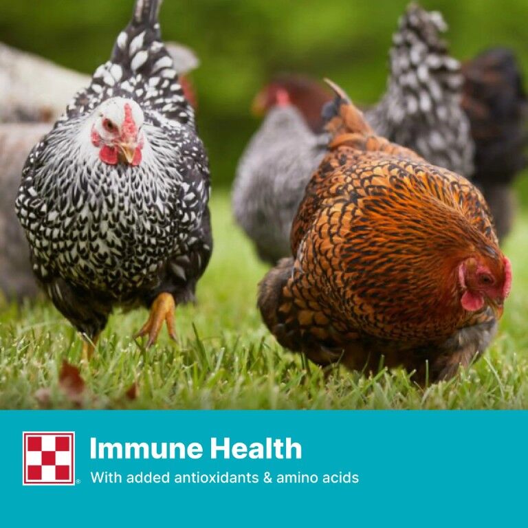 Purina Layena Crumbles 16% Layer Hen Feed, 10-Lb