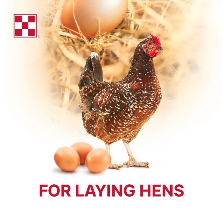 Purina Layena + Omega-3 16% Layer Hen Feed, 10-Lb