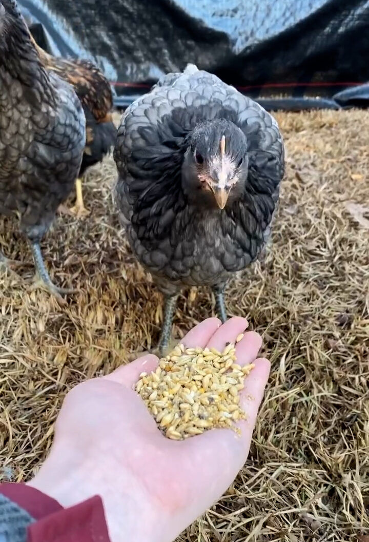 Scratch & Peck Feeds Organic Grower Mash, 40-Lb