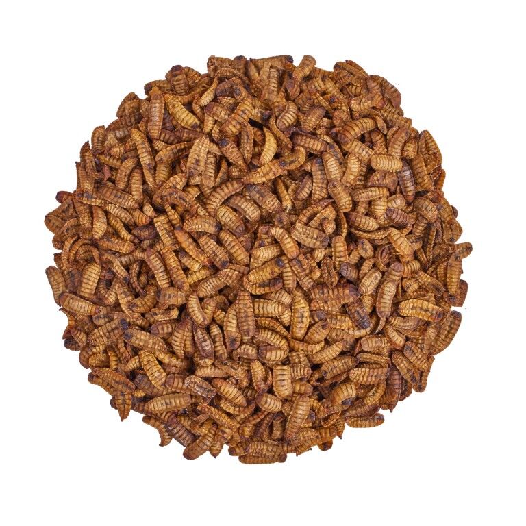 Scratch & Peck Feeds Cluckin' Good Grubs Chicken Feed, 8-Lb