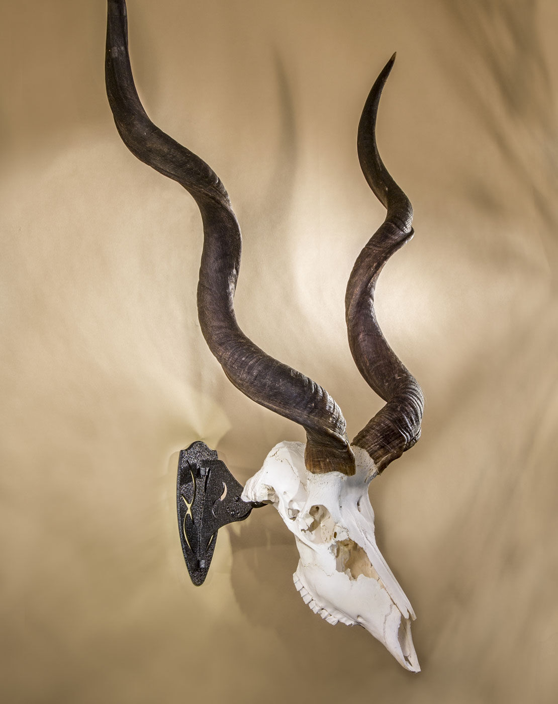 Skull Hooker Big Hooker Short Arm