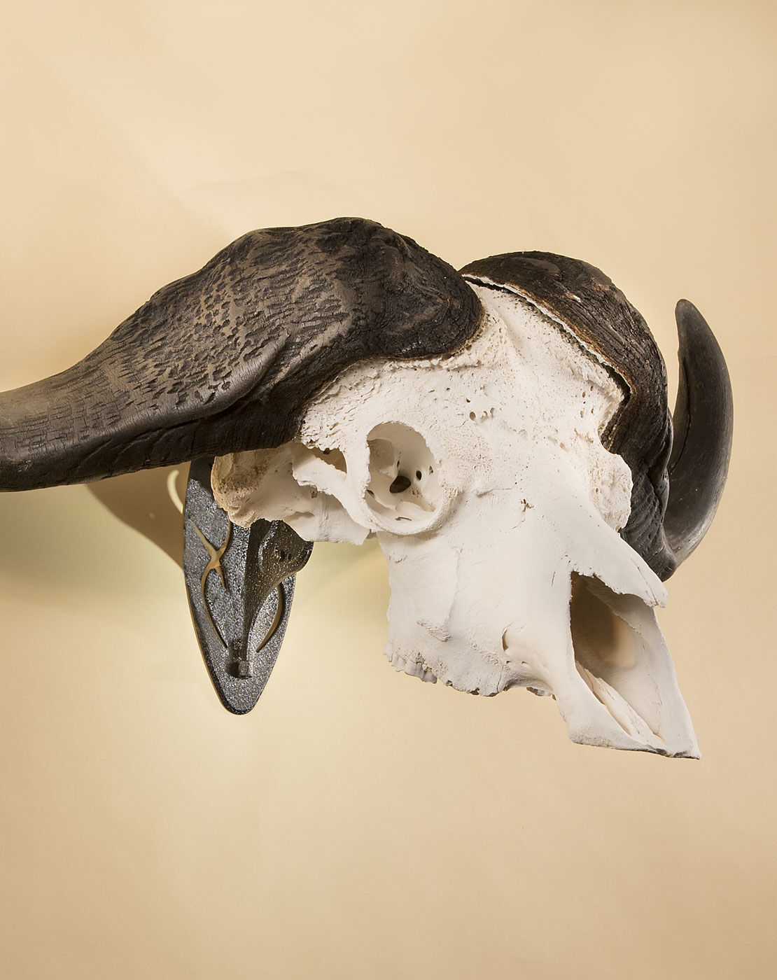 Skull Hooker Big Hooker Short Arm